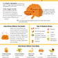 How Stress Affects The Brain And Body Handout